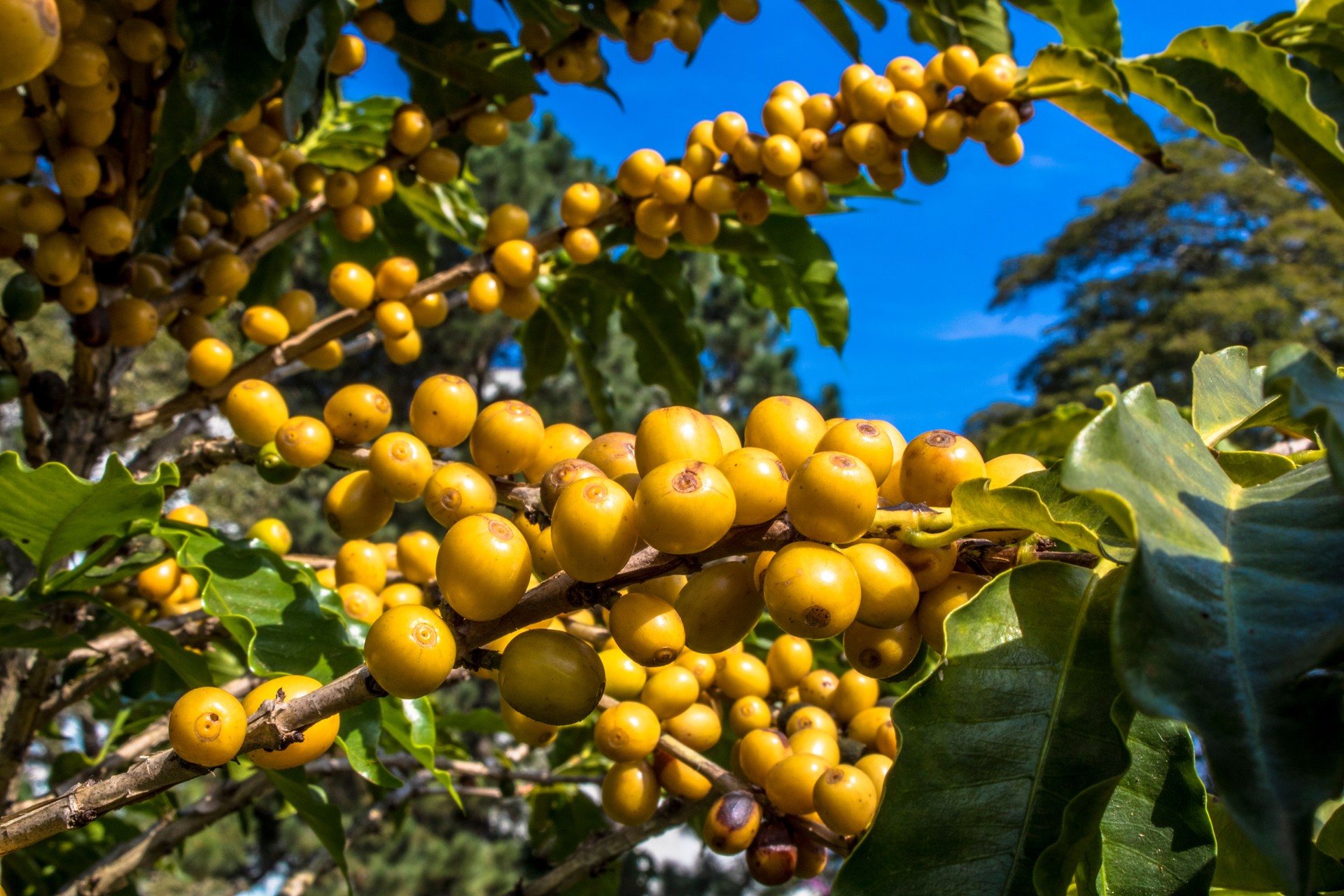 Coffee field in São Paulo State, Brazil Coffee field in São Paulo State, Brazil